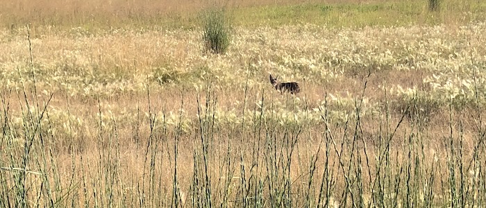 A Coyote Paradox